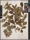 Foto von Salix cinerea subsp. atrocinerea (Brot.) Guinier